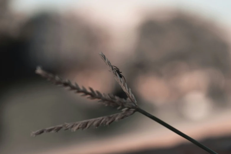 close up of a small nch in front of a blurry background