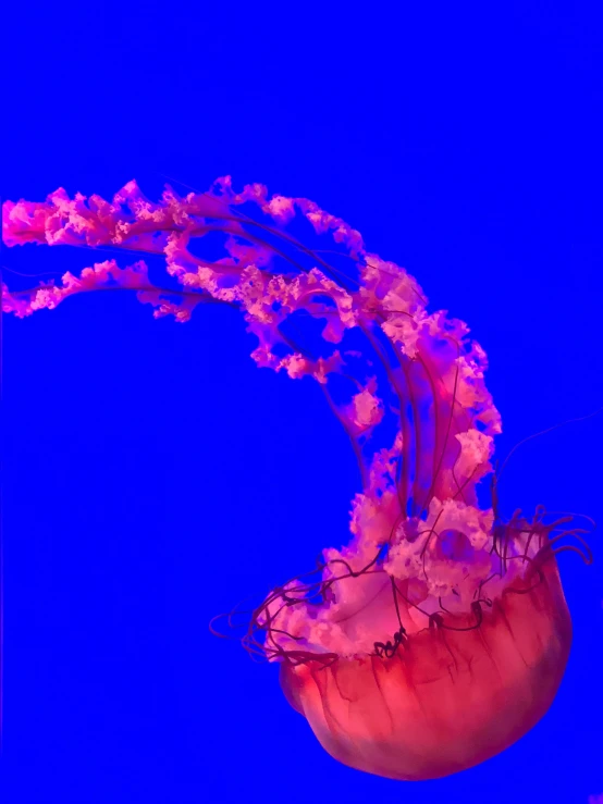 an underwater display with jellyfish in water and pink and purple colors