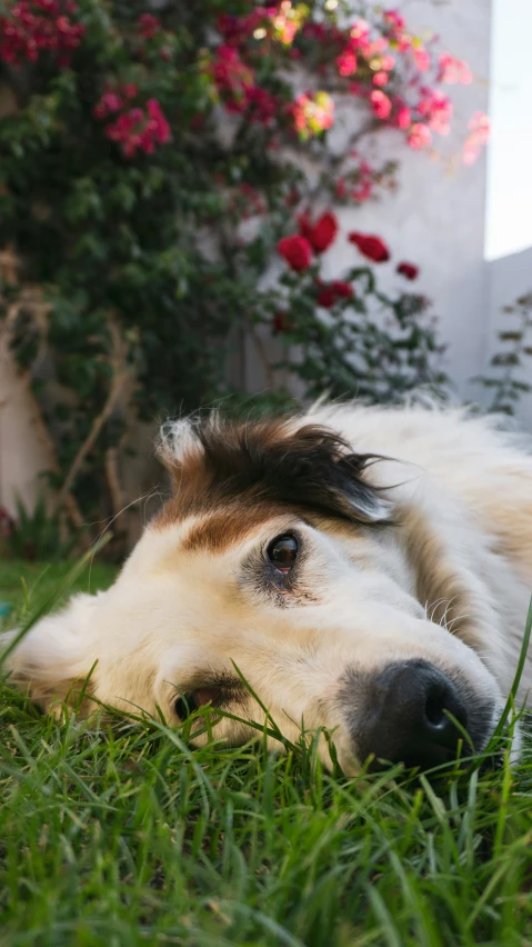 a white and brown dog laying in the grass