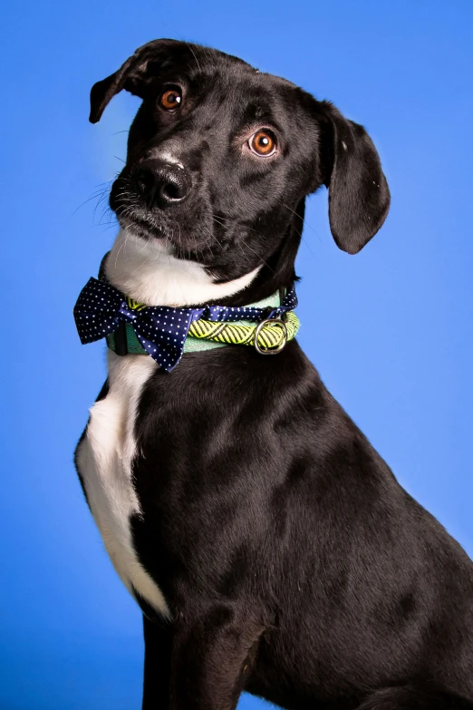 a close up of a dog wearing a bow tie