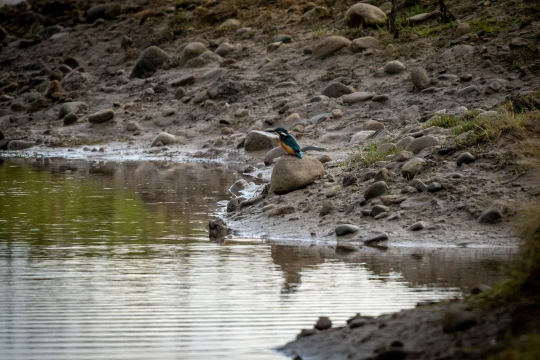 there is a bird sitting on some rocks near the water