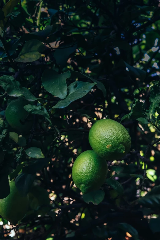 lemons hanging on the tree in a citrus garden