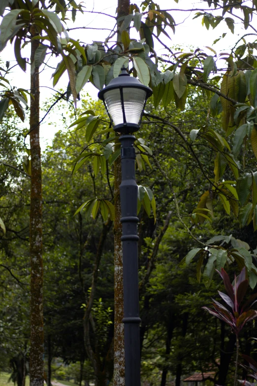 a lamppost in the middle of a park that is full of trees and bushes