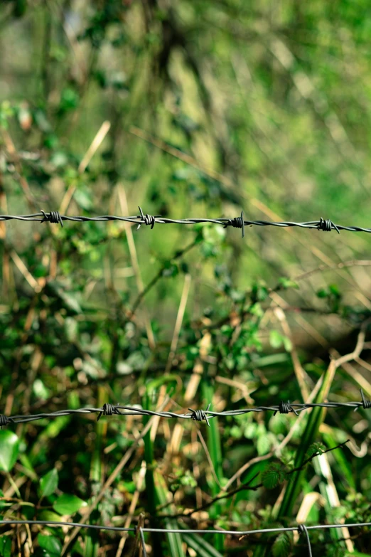 an image of a bird that is looking over the top of a fence