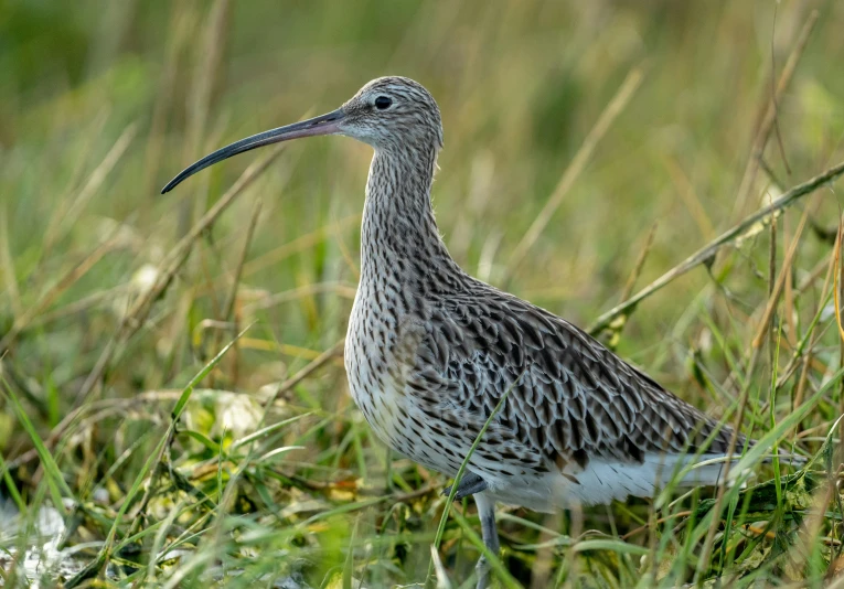 a bird with a long neck standing in the grass