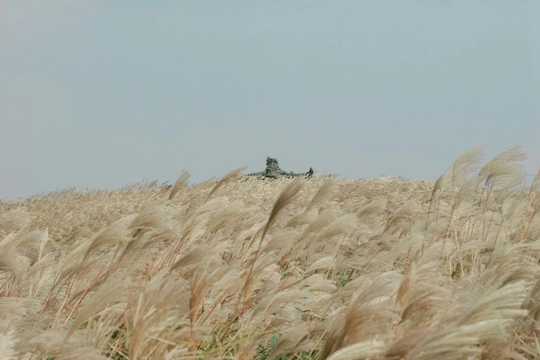 there is a man on the bike in the middle of some tall grass