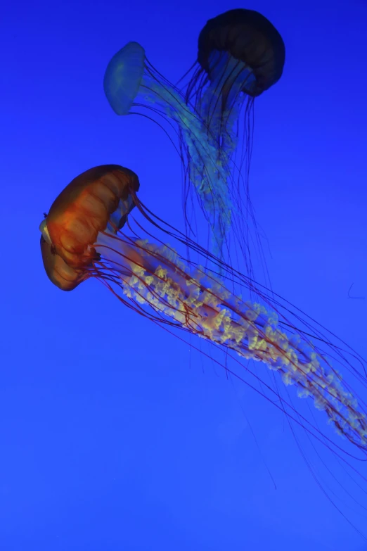 jellyfish in the blue water looking up