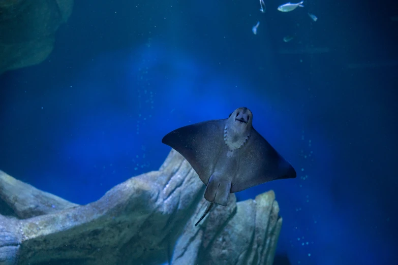 a manta ray swimming next to an underwater cave