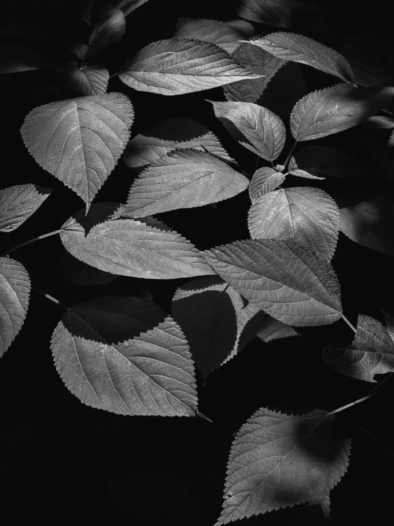 leaves are shown with water droplets on them