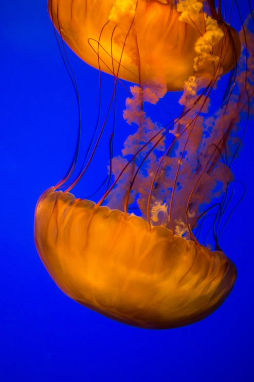 orange jellyfish floating in a blue sea