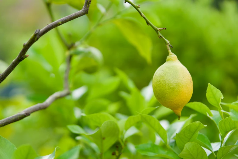 a green pear is growing on a nch