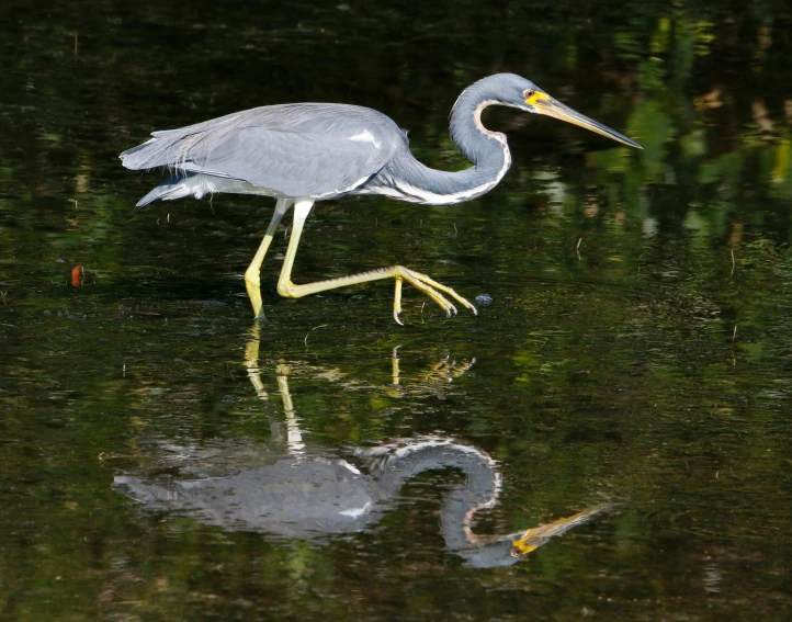 a grey heron with a long beak is in water