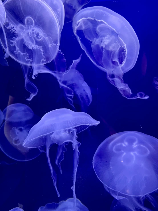 a group of jellyfish swimming in an aquarium