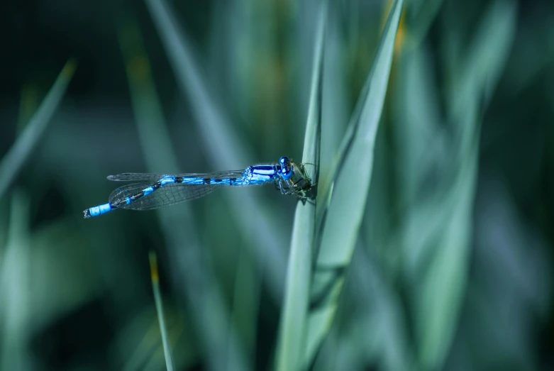 a blue dragonfly sits on a green stalk