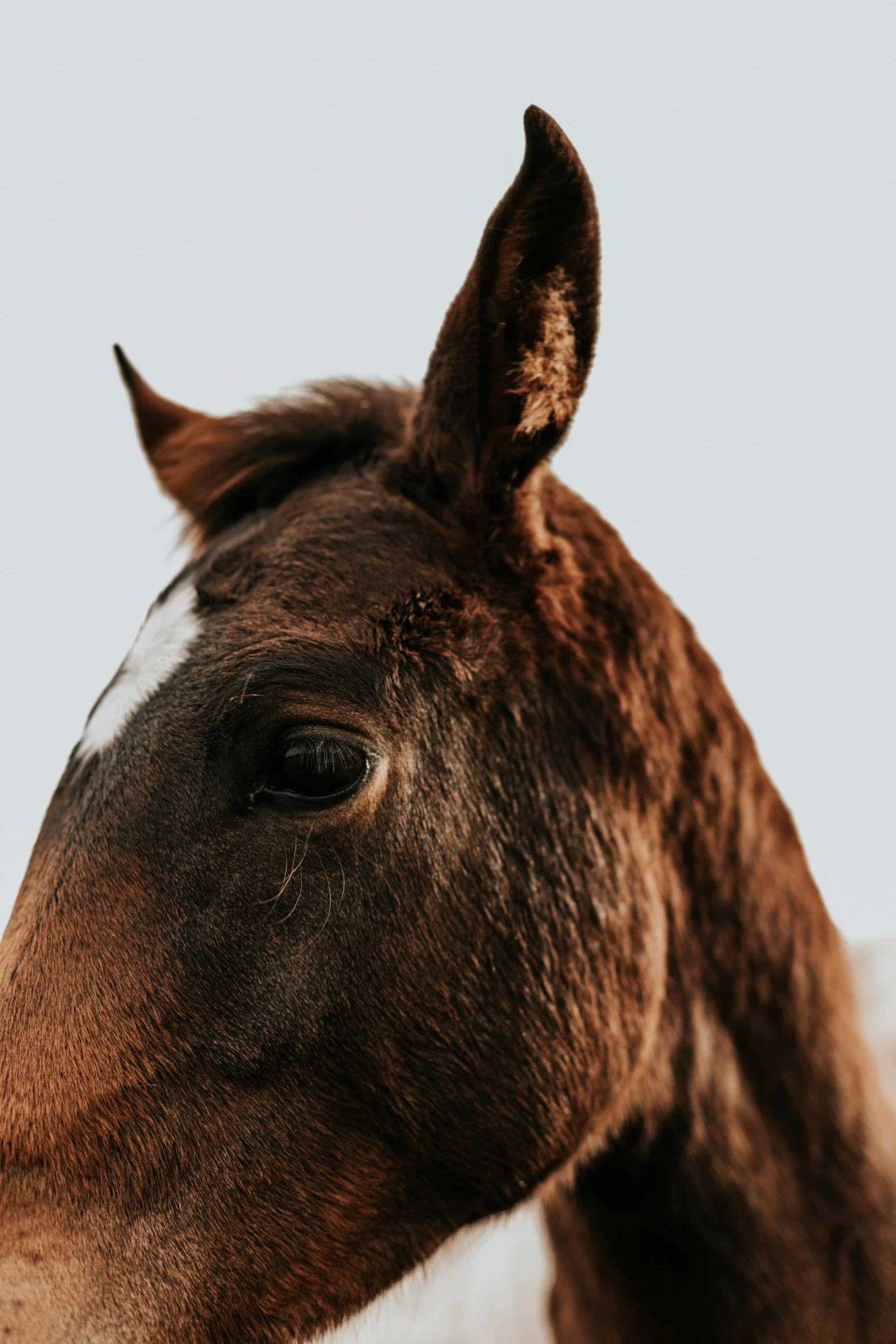 a close up s of a donkey's head