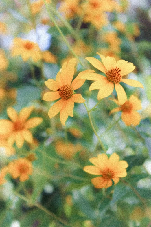 yellow flowers are shown in the middle of an image