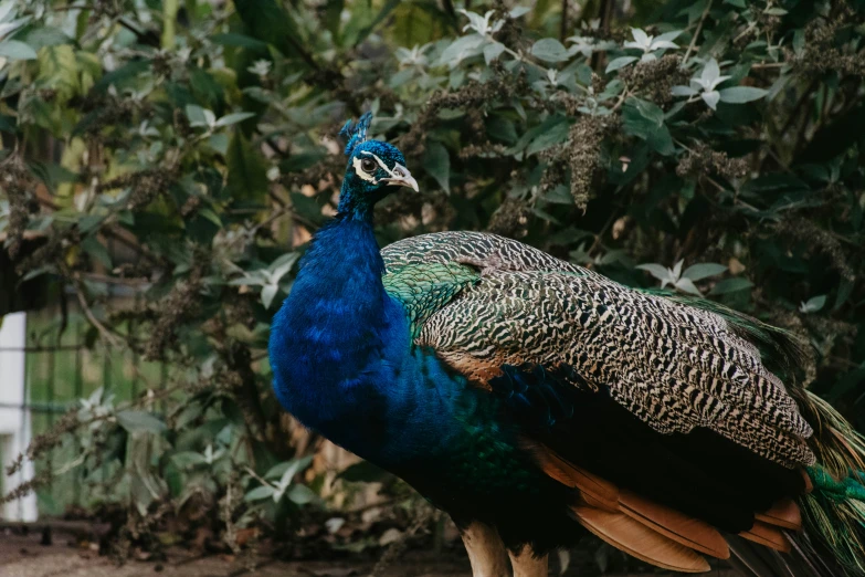 a very colorful bird sitting on top of a dirt ground