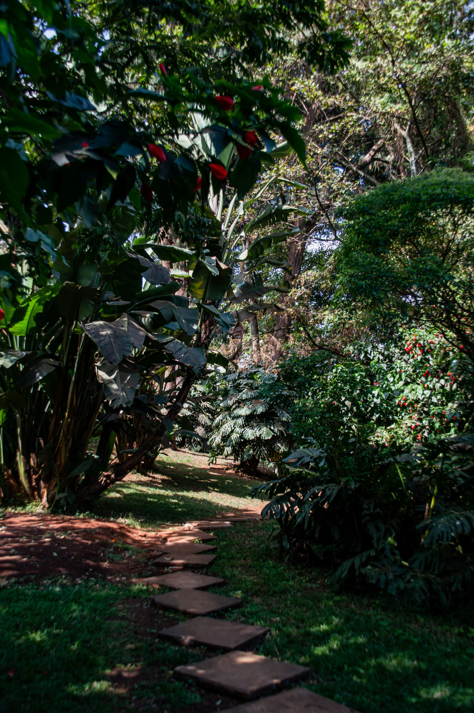 an open walkway in a garden lined with trees