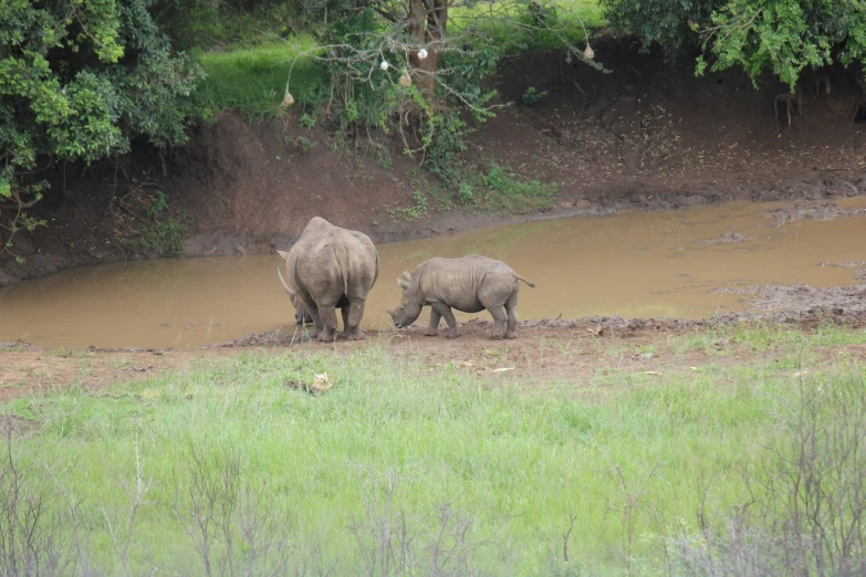 three adult rhinos walking through muddy water