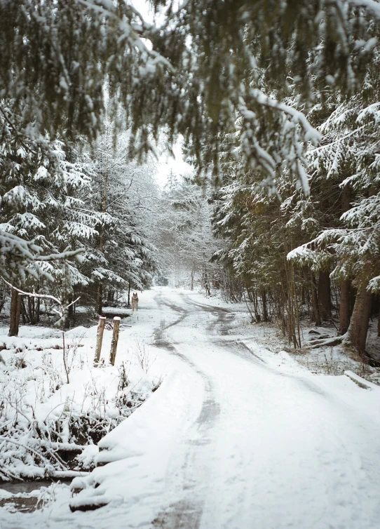 a scenic road that is next to some trees