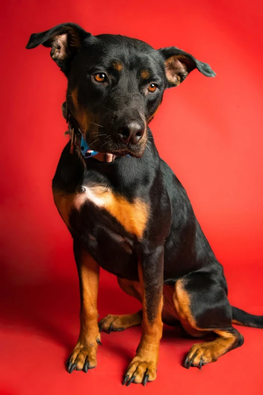 a dog is sitting against a red background