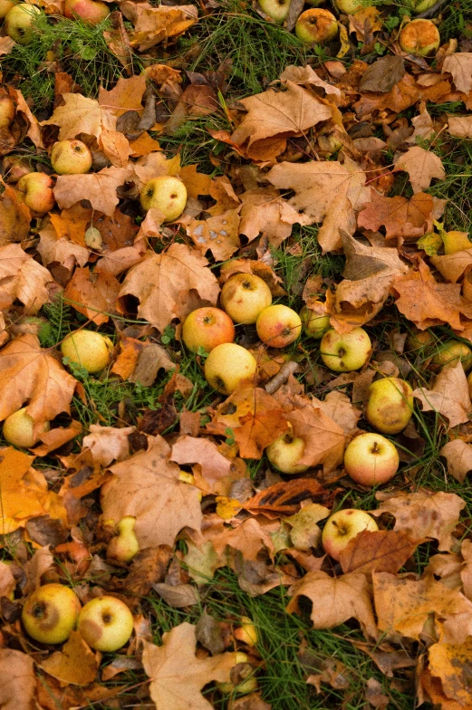 an array of apples and leaves in the grass