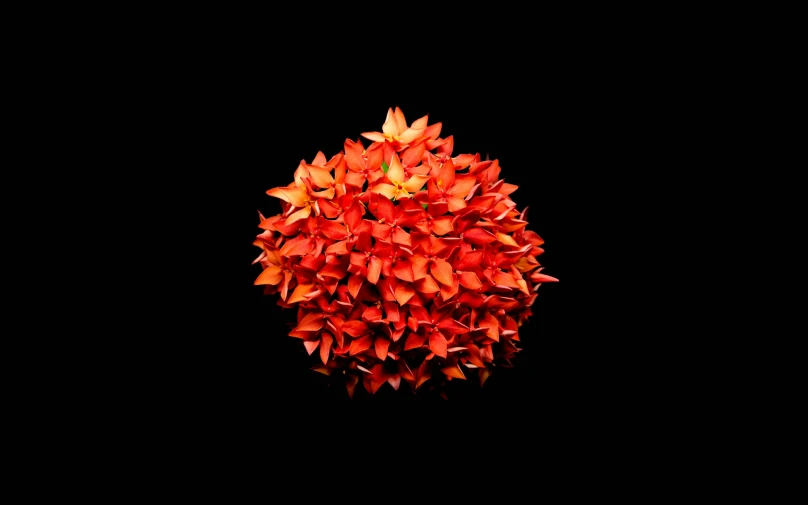 a cluster of red flowers is against a black background