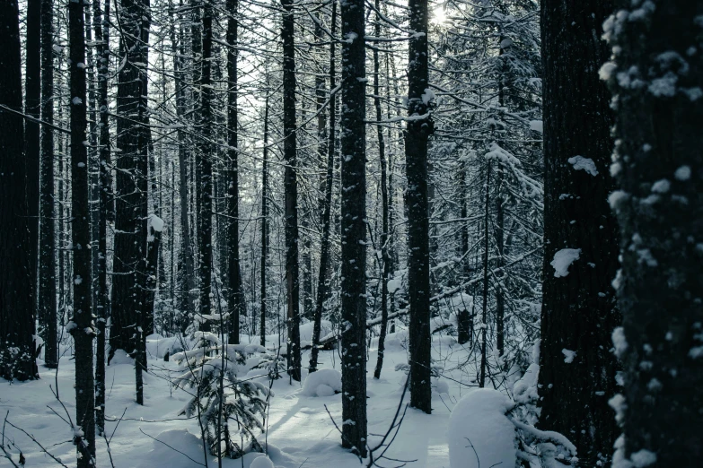 a person skiing in the snow between tall trees