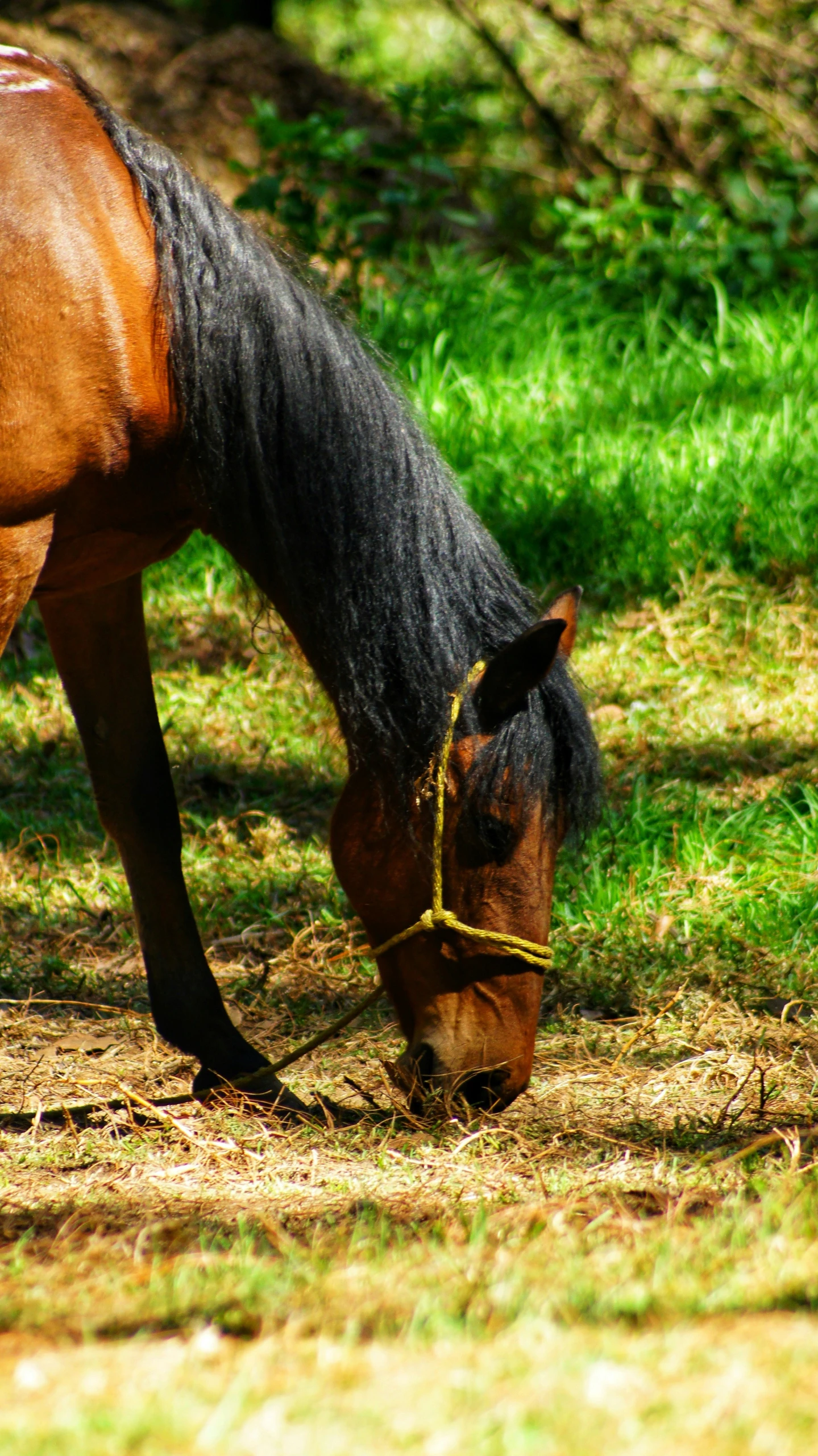 a horse grazes in the sun by itself