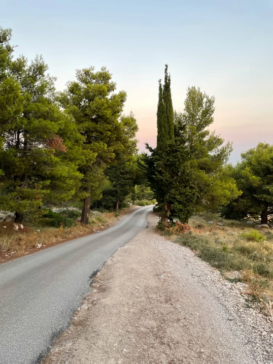 there is a very narrow road with many trees