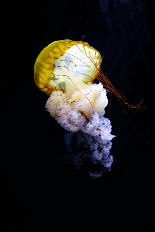 the jellyfish is resting on the white sand