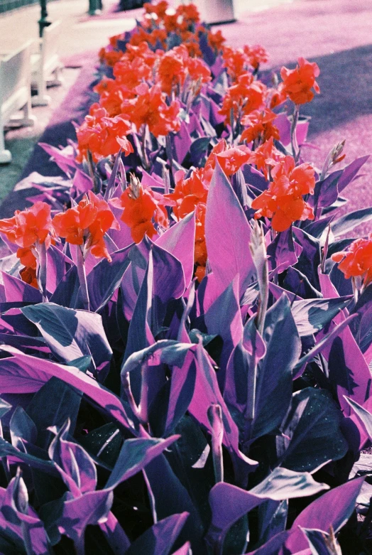 orange flowers sit next to purple foliage at the end of a sidewalk