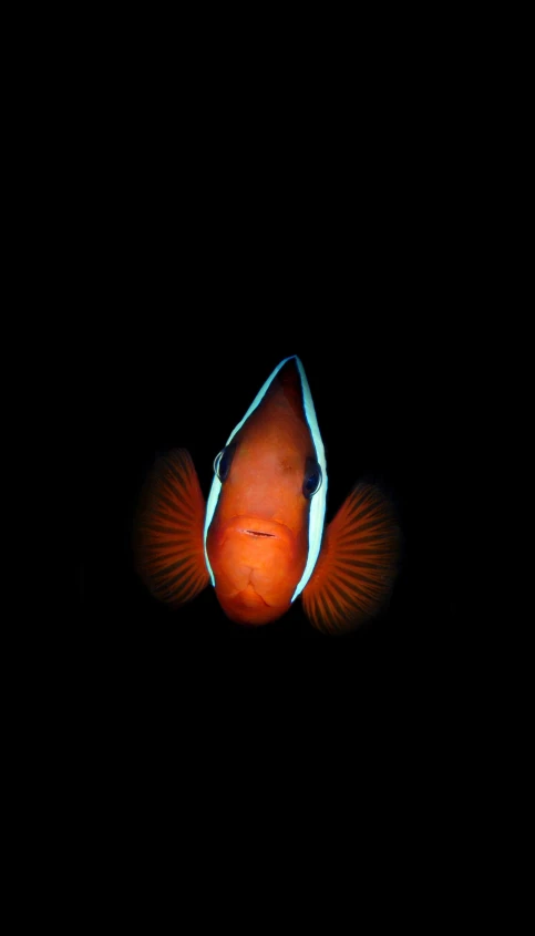 an orange clown fish with black background, seen from a angle