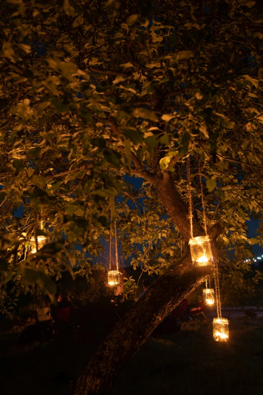 hanging lanterns are hanging from a tree at night