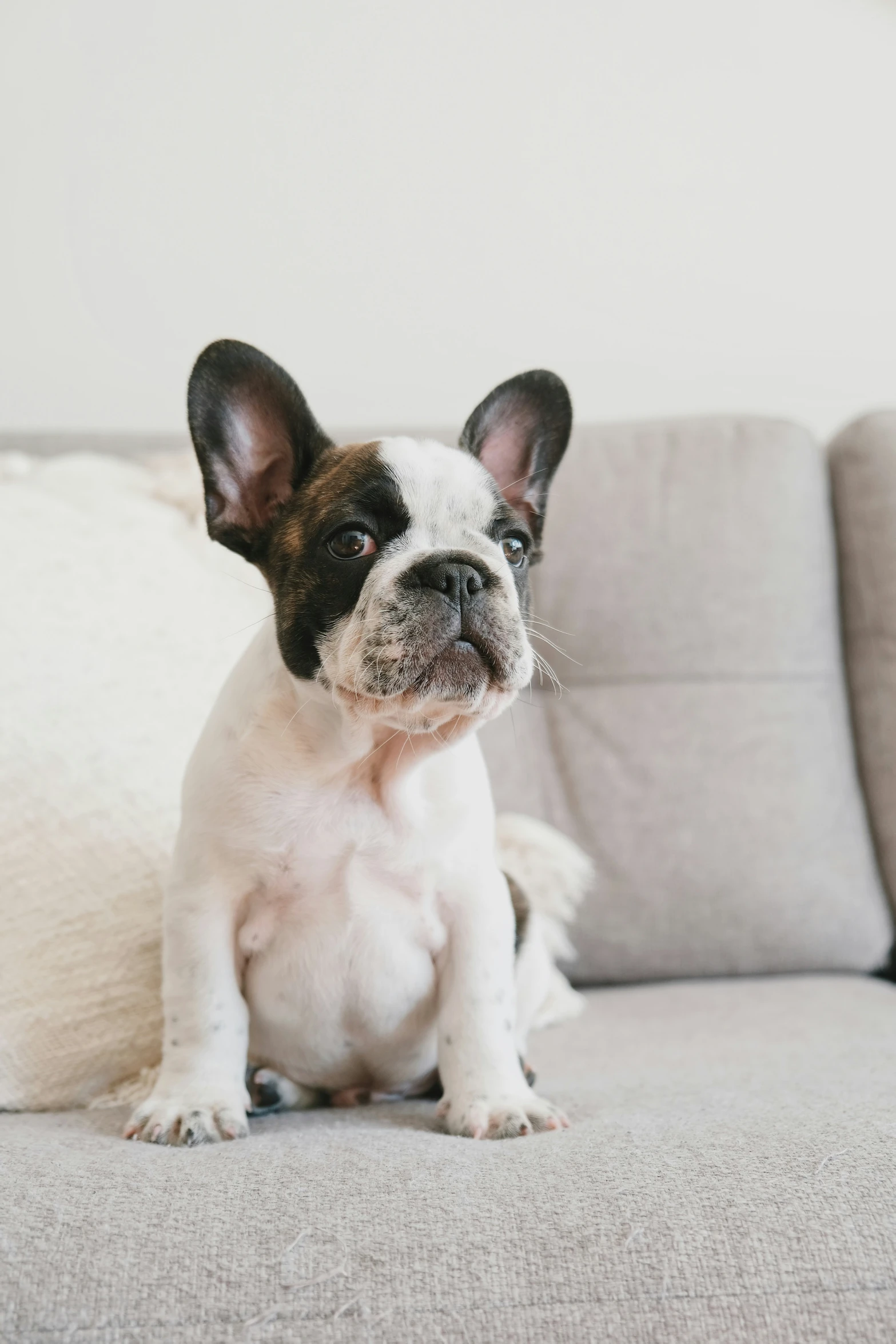 a white and brown dog sitting on a couch