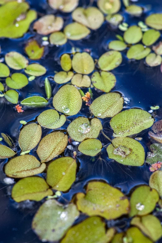 some water lilies with leaves on it and one frog