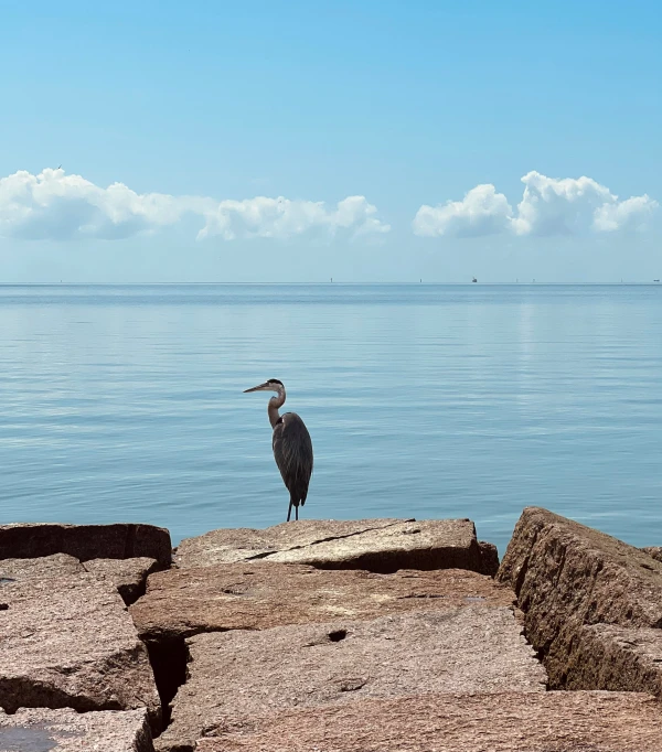a seagull is standing on some rocks in front of the ocean