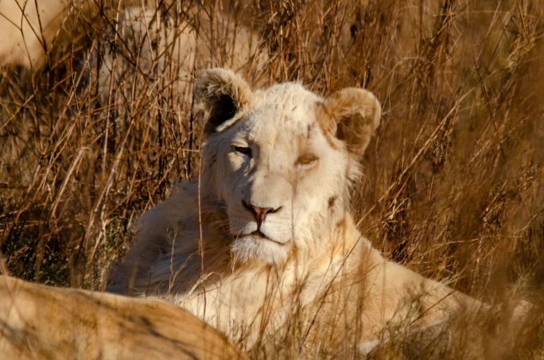 there is a white lion sitting in the tall grass