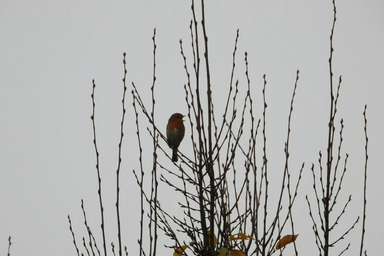 two birds sit on top of bare nches