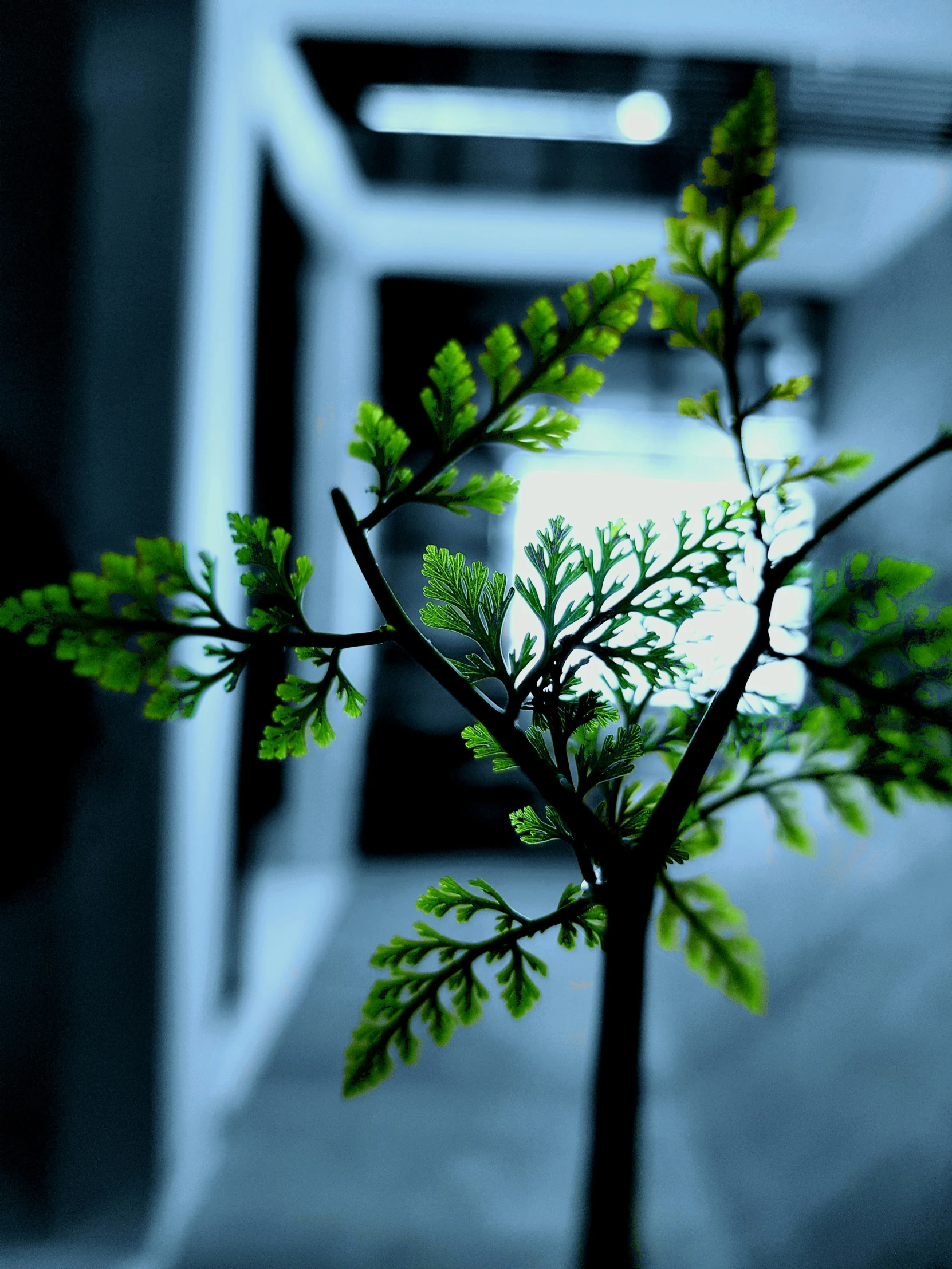 a nch of an evergreen on a building