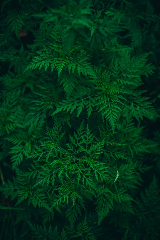 a closeup view of the green tree leaves