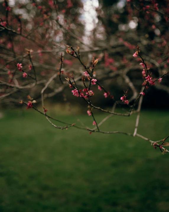 the nch of a tree with pink flowers