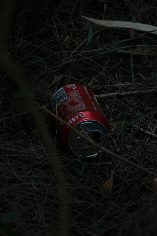 a can is in the tall grass of the forest