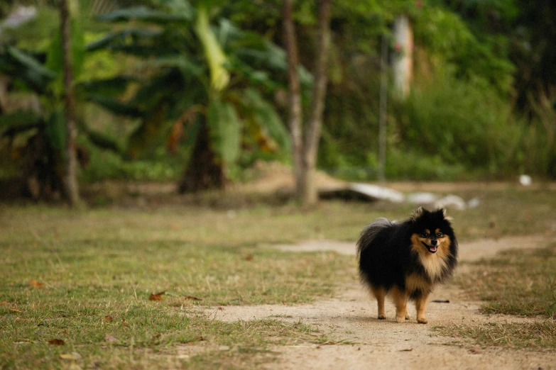 a dog that is standing in the dirt