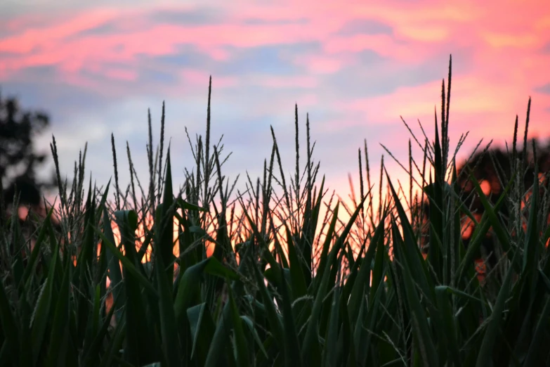 sunset with clouds above a field of green grass