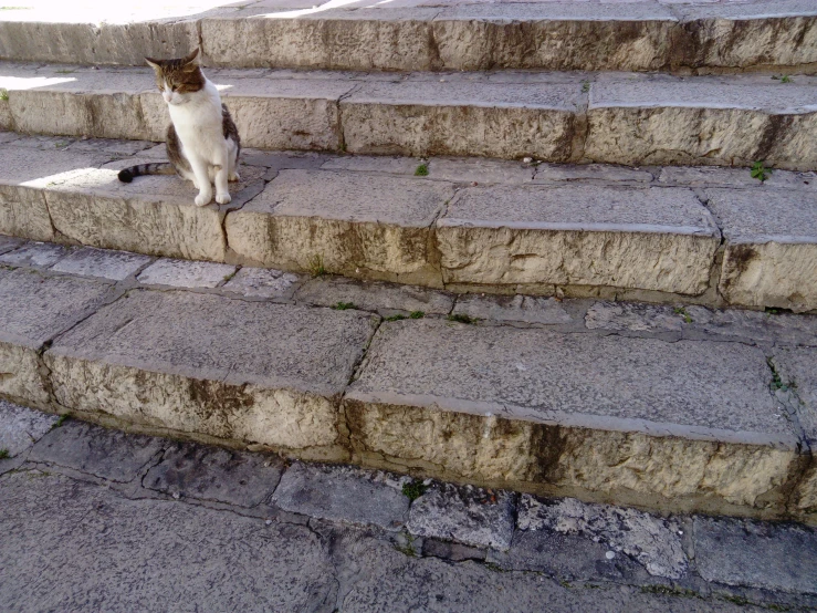 a cat sitting on the concrete steps next to water