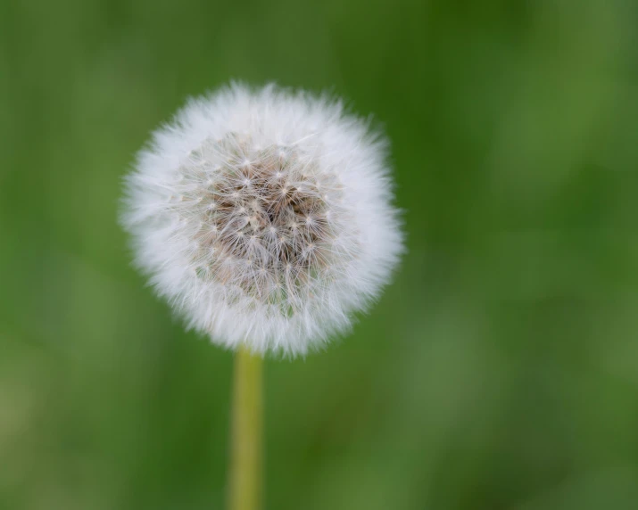 the dandelion is hanging in front of the blurry green backdrop