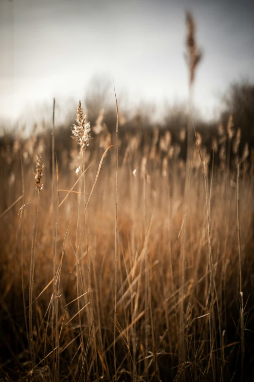 dry brown grass in a field, looking at some leaves