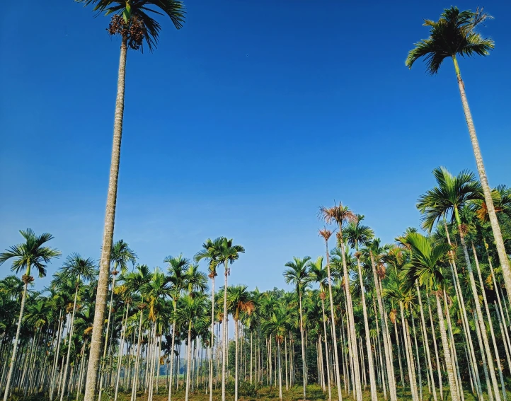 the large group of palm trees is standing in the field