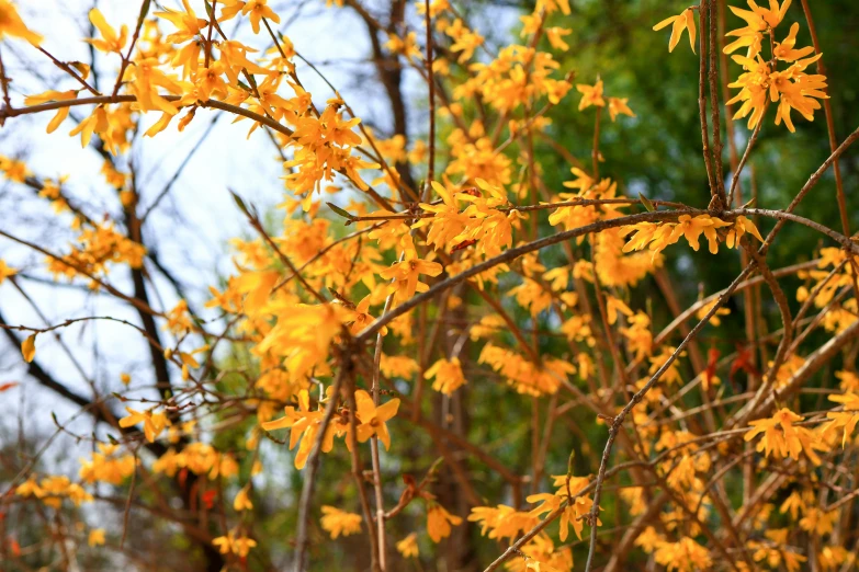 yellow flowering tree with leaf structure in autumn
